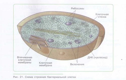 МНОГООБРАЗИЕ КЛЕТОК_002